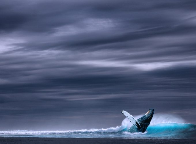 Wallpaper whale, ocean, sky, 5k, Animals 666849989